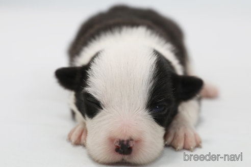 成約済の神奈川県のボーダーコリー-359957の4枚目